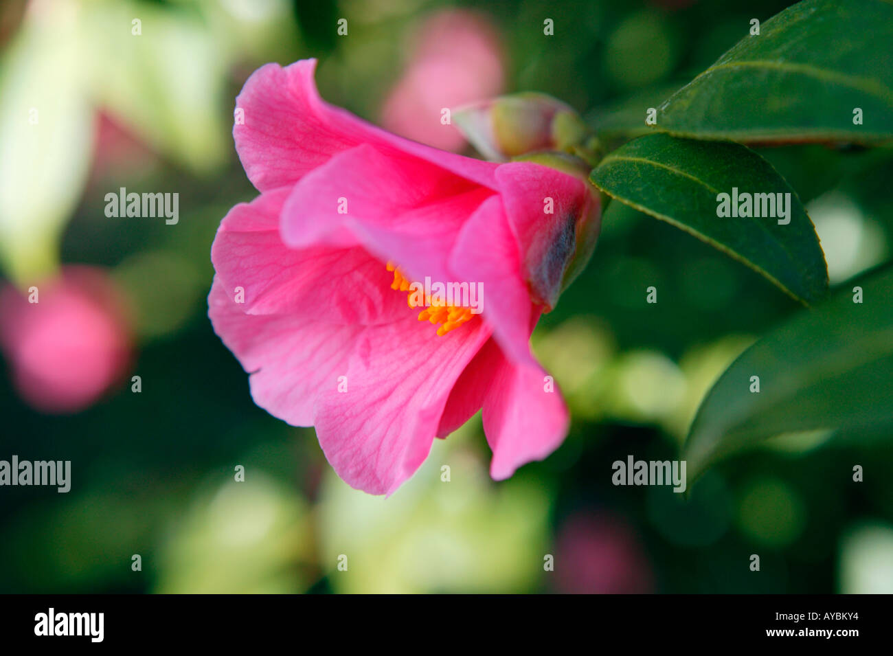 Camellia x williamsii 'Bow Bells' . Close-up of pink unique ouverture en mars, Gloucestershire UK. Banque D'Images
