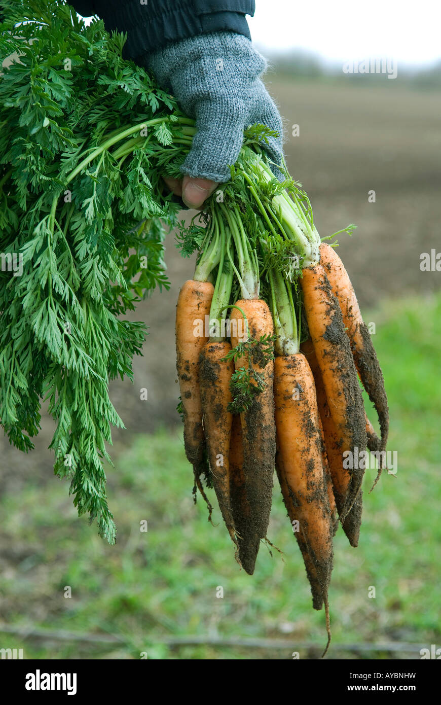 Female farmer holding organic carrots Banque D'Images