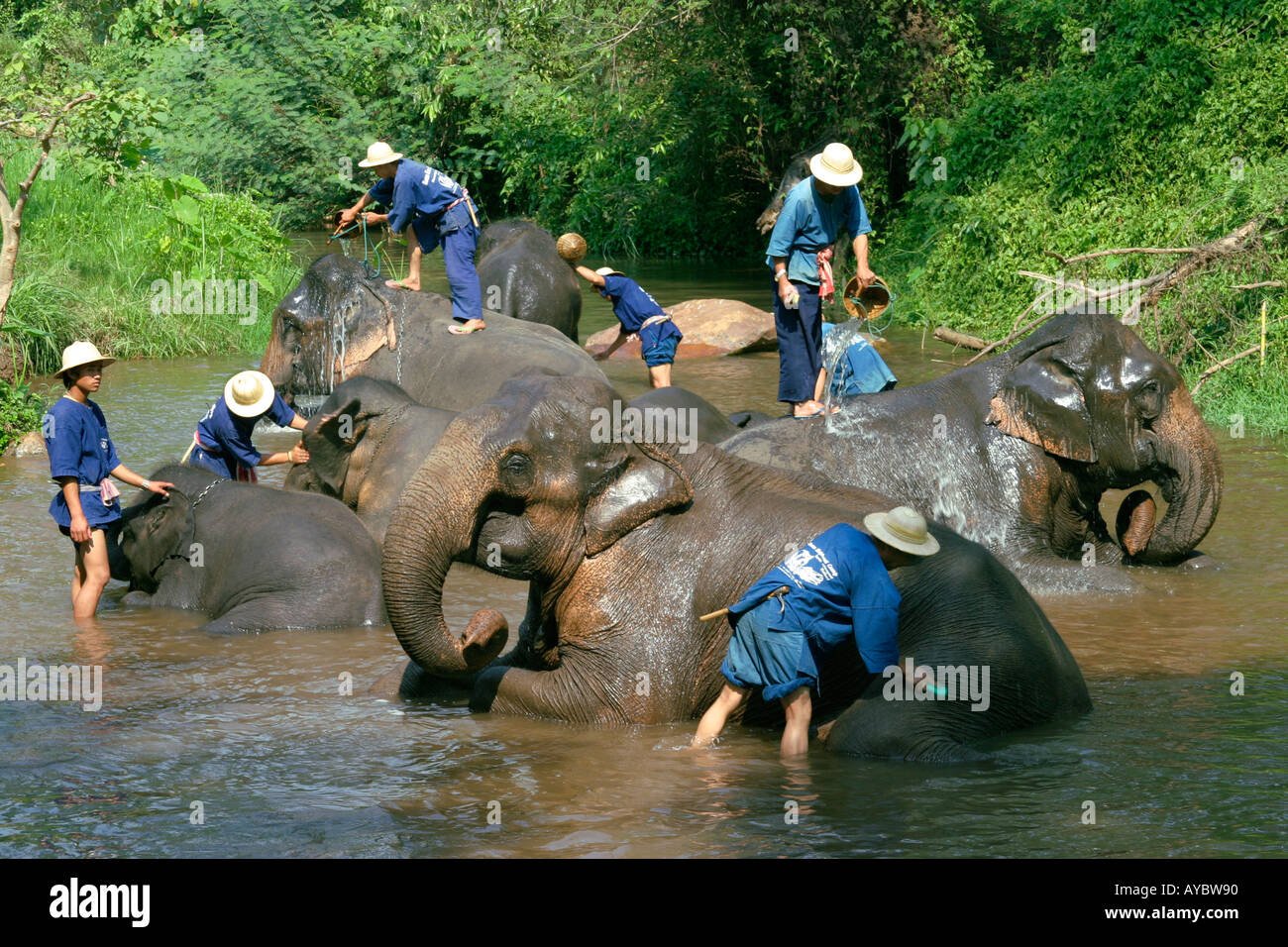 Laver les cornacs éléphants en rivière, tôt le matin au camp d'entraînement d'éléphants de Mae Sa près de Chiang Mai, dans le Nord de la Thaïlande. Banque D'Images