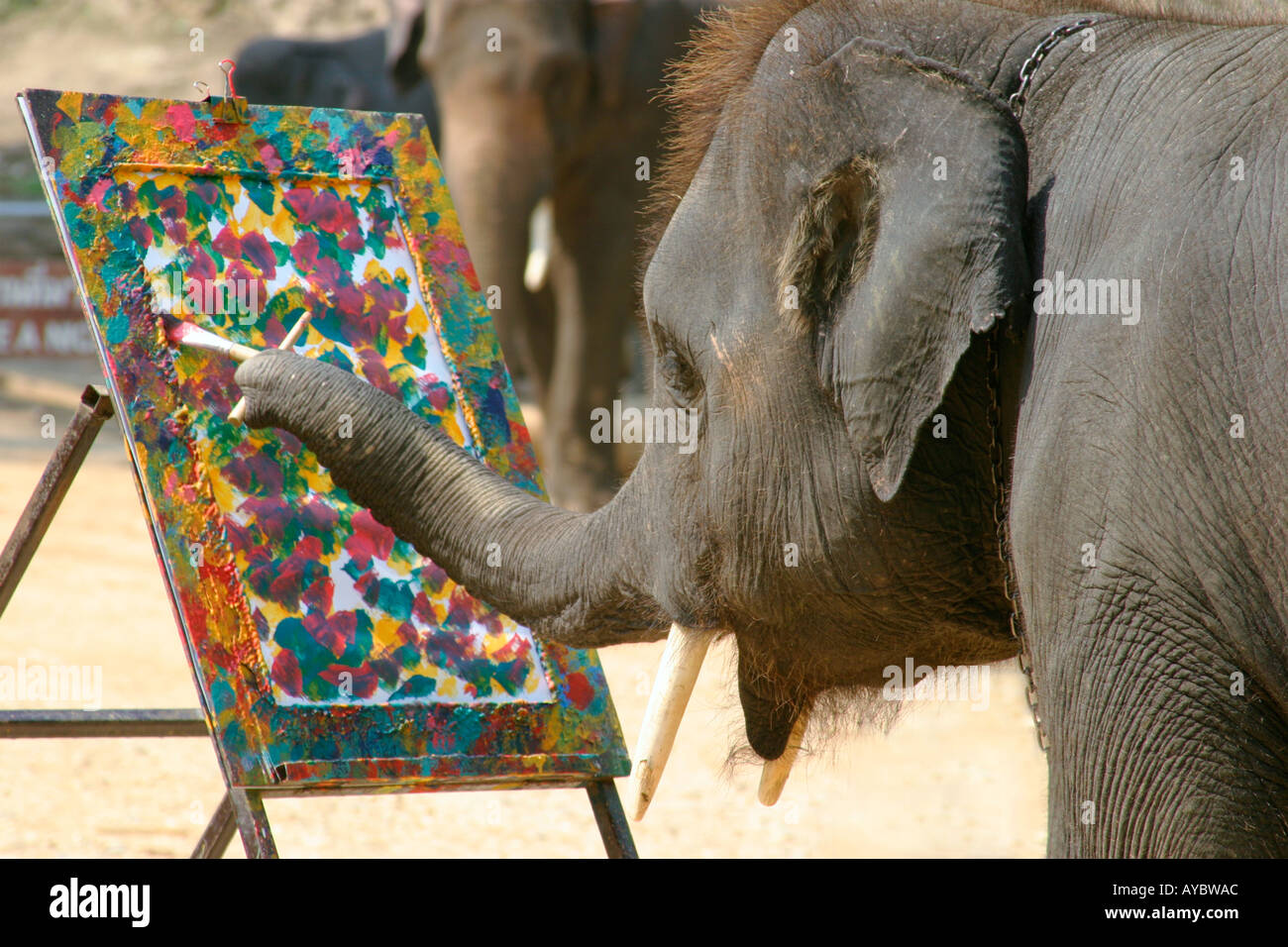 Peinture de chevalet de l'artiste à l'éléphant. Formation Mae Sa Elephant camp près de Chiang Mai dans le Nord de la Thaïlande Banque D'Images