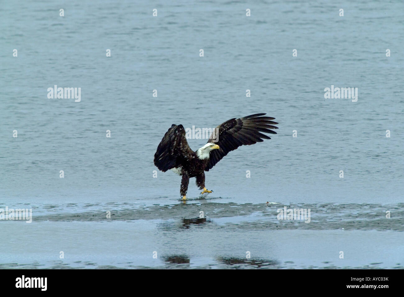 USA, Alaska, Homère. Un pygargue à tête blanche vole au-dessus du bord de la baie de Kachemak. Banque D'Images