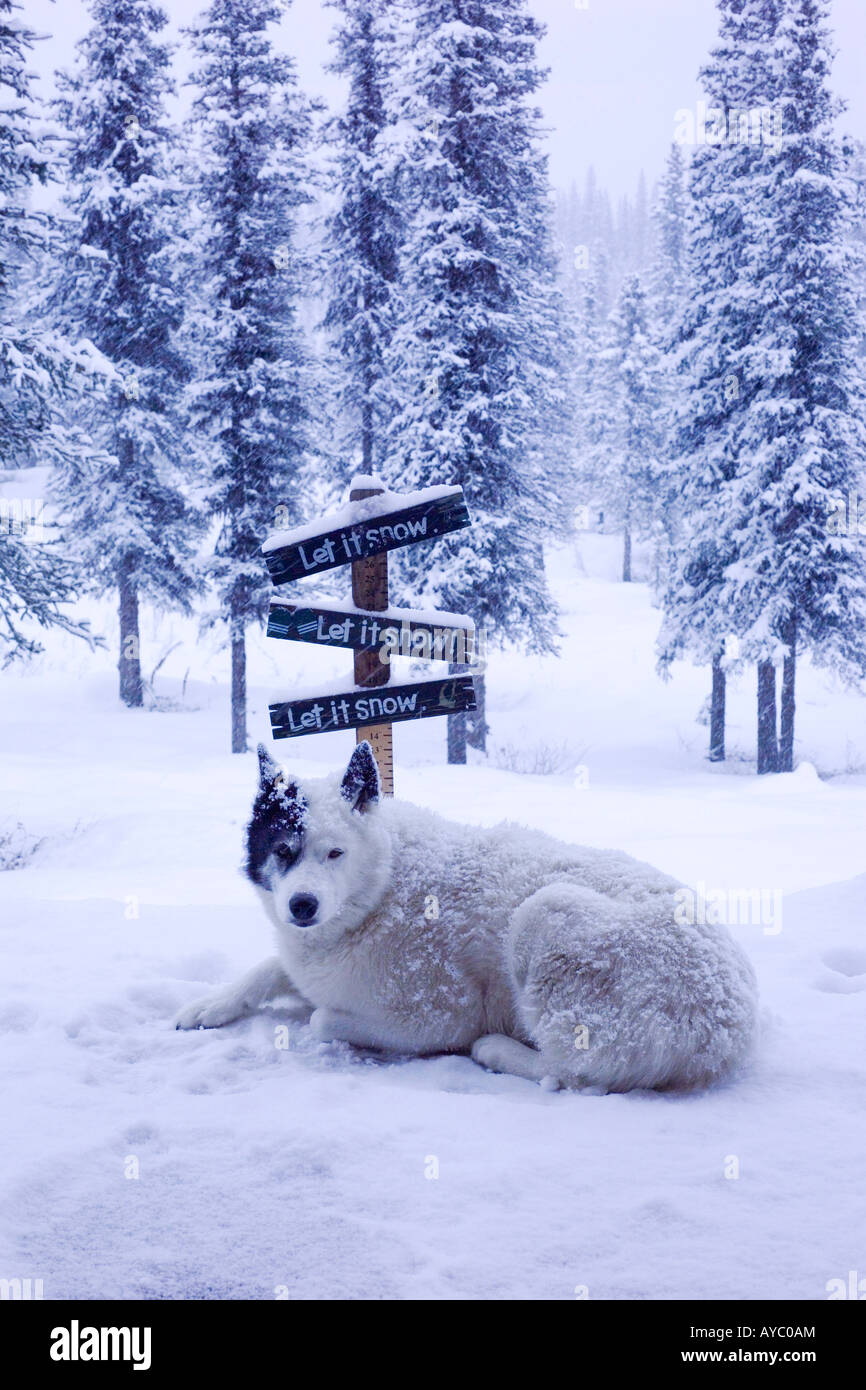 USA, Alaska. Spud le chien bénéficie d'une tempête de neige d'automne dans la chaîne de l'Alaska dans le centre-sud de l'Alaska. Banque D'Images