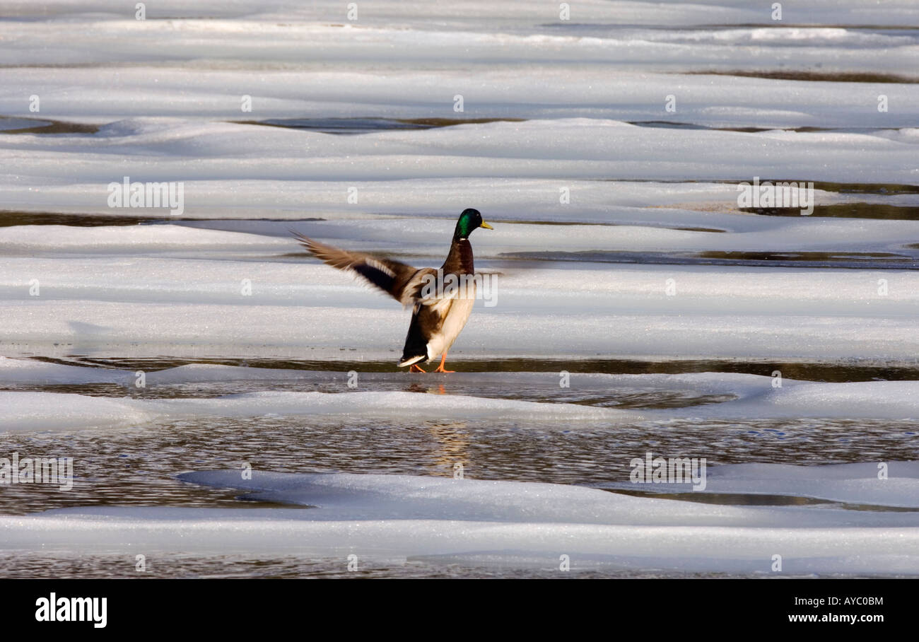 USA, Alaska. Un Drake mallard (Anas platyrhynchos) rabat ses ailes sur la fonte de la glace d'un étang dans la chaîne de l'Alaska. Banque D'Images