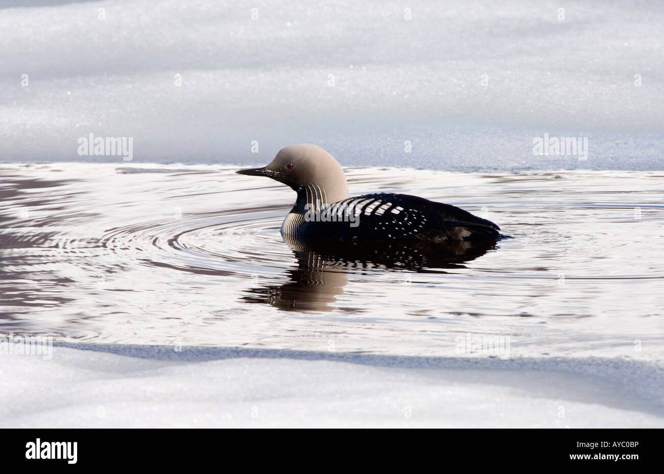 USA, Alaska. Plongeon du Pacifique (Gavia pacifica) sur un étang dans la chaîne de l'Alaska. Banque D'Images