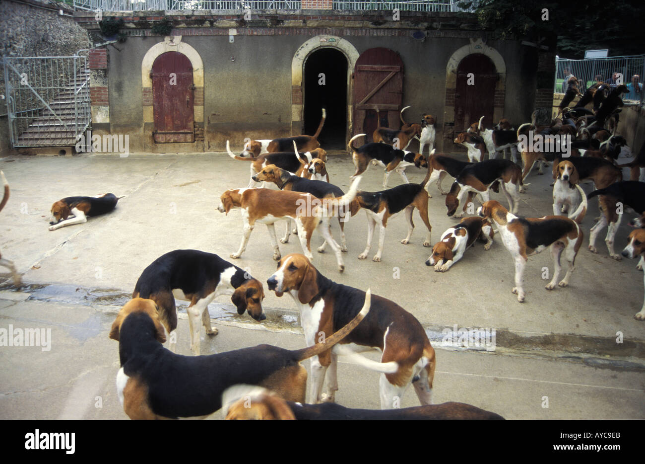 Chiens de chasse, le château de Cheverny, Cœur de la Sologne, la vallée de la Loire, en France. Banque D'Images