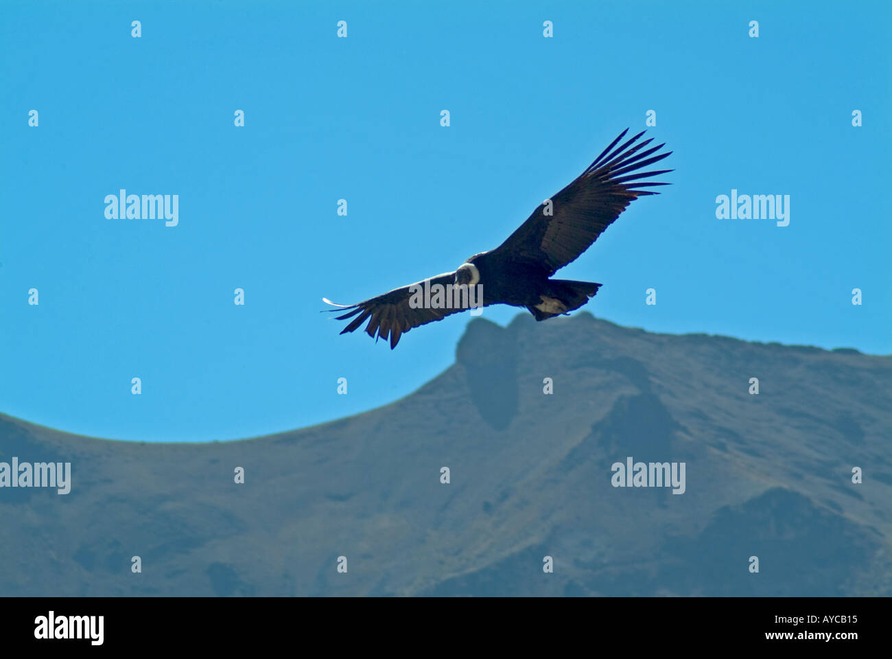 Condor en vol au Canyon de Colca Pérou Banque D'Images