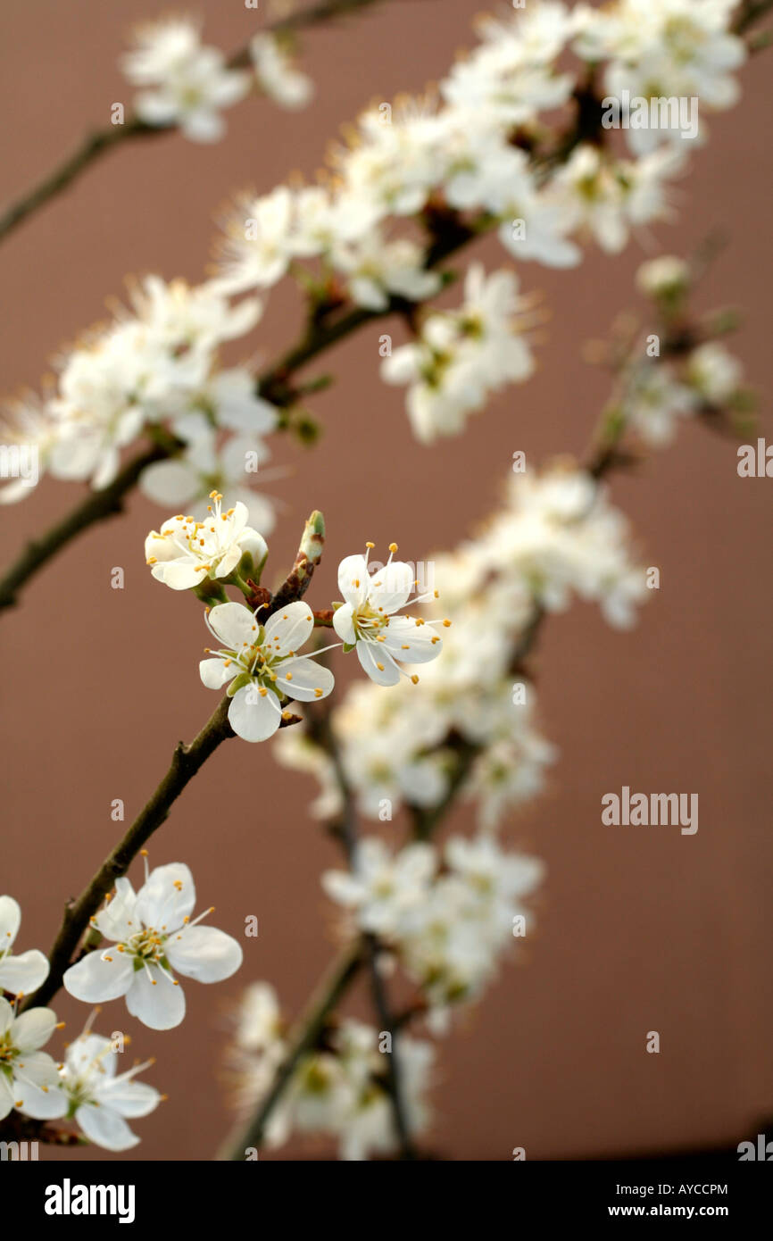 PRUNUS INSITIA PRUNE DAMSON DAMSON PRUNE SHROPSHIRE SYN de l'AGA Banque D'Images