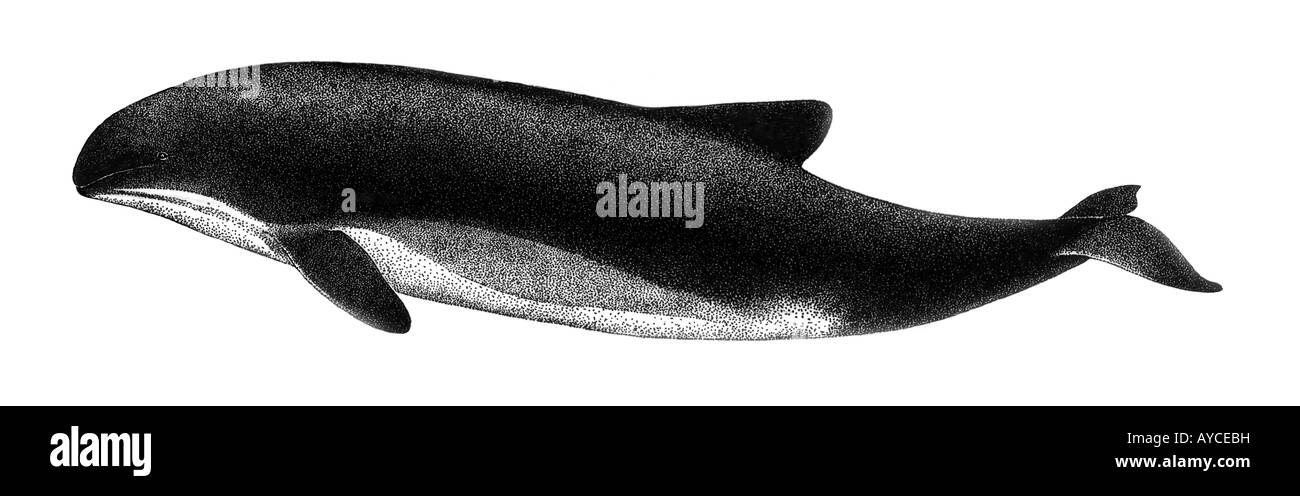 Marsouin commun (Phocoena spinipinnis Burmeisters), dessin Banque D'Images
