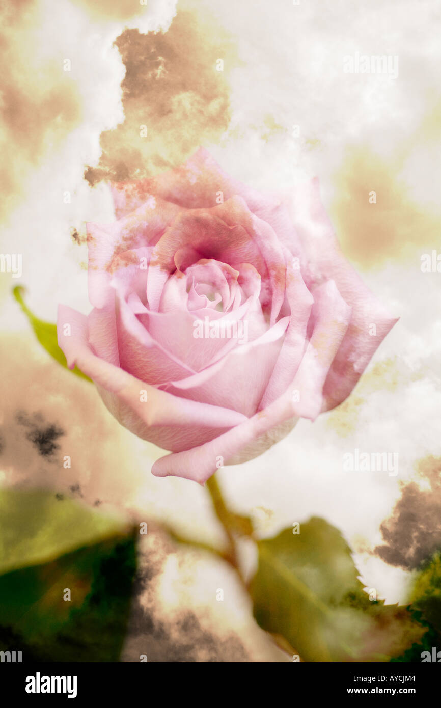 Collage artistique d'une rose rose avec des nuages éthérés Banque D'Images