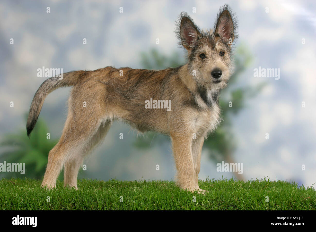 Berger Picard Puppy 14 Weeks Banque D Image Et Photos Alamy