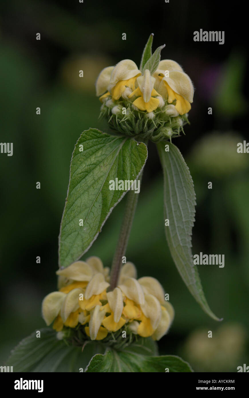 Phlomis fruticosa fleurs. Close-up Banque D'Images