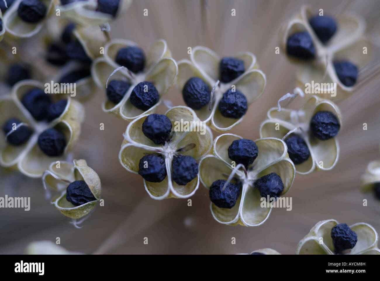 Close-up of seeds graines Allium séché. Banque D'Images