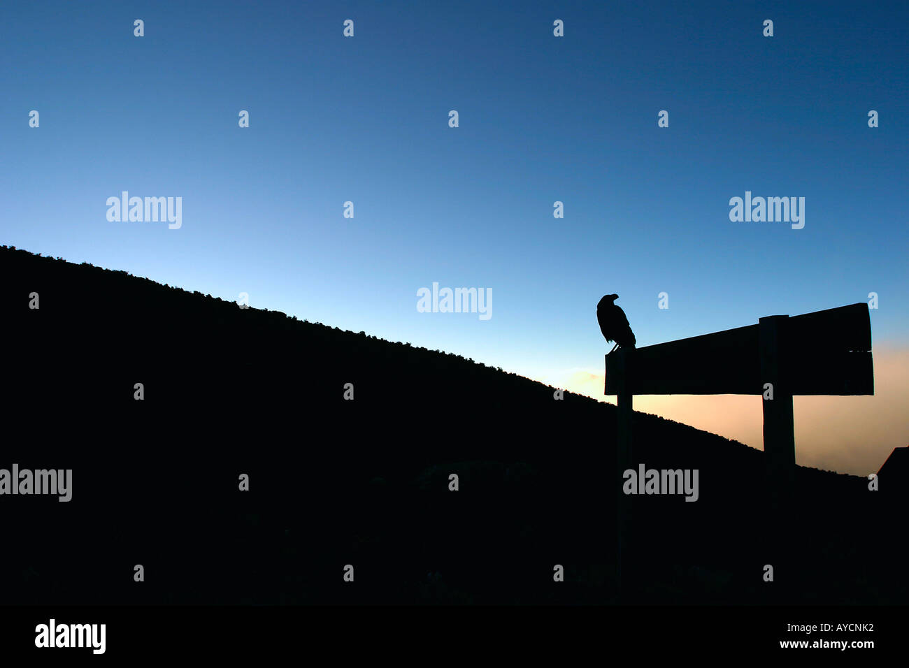 Crow ossature Horombo Hut Kilimandjaro NP Banque D'Images