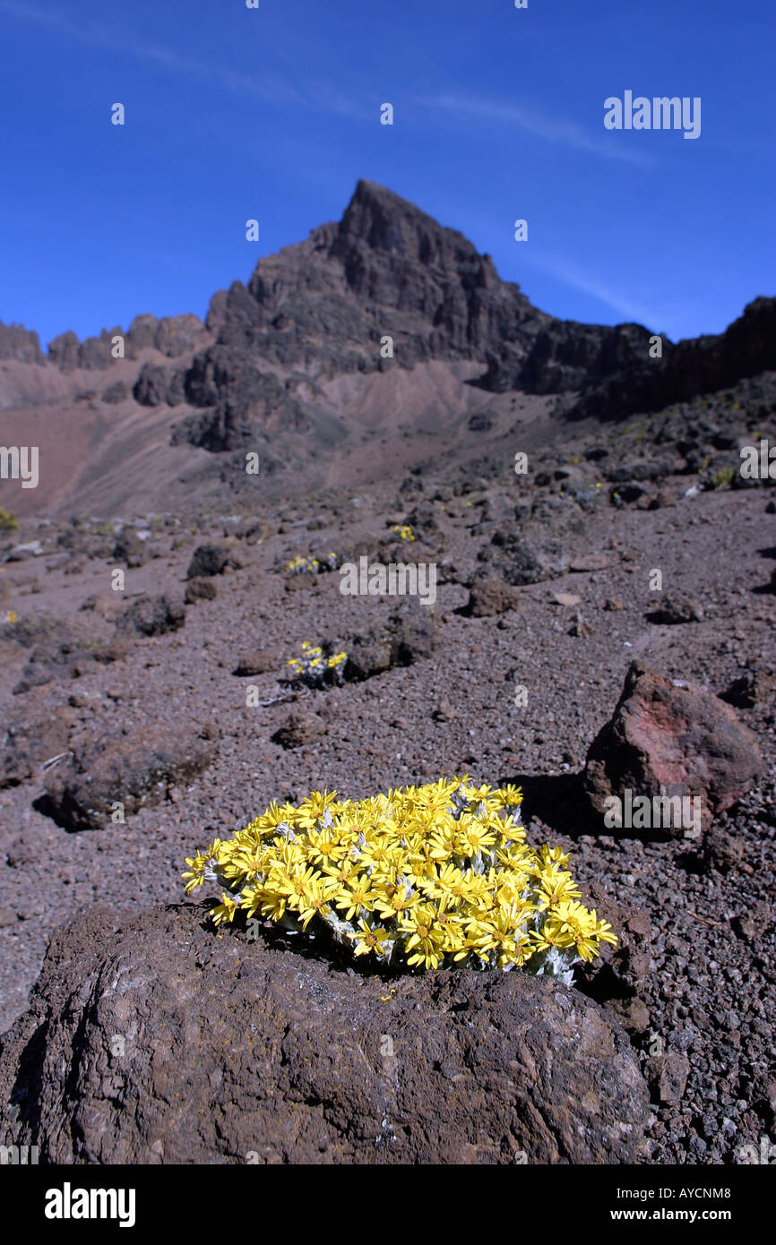 Fleurs jaunes à Kilimandjaro Banque D'Images