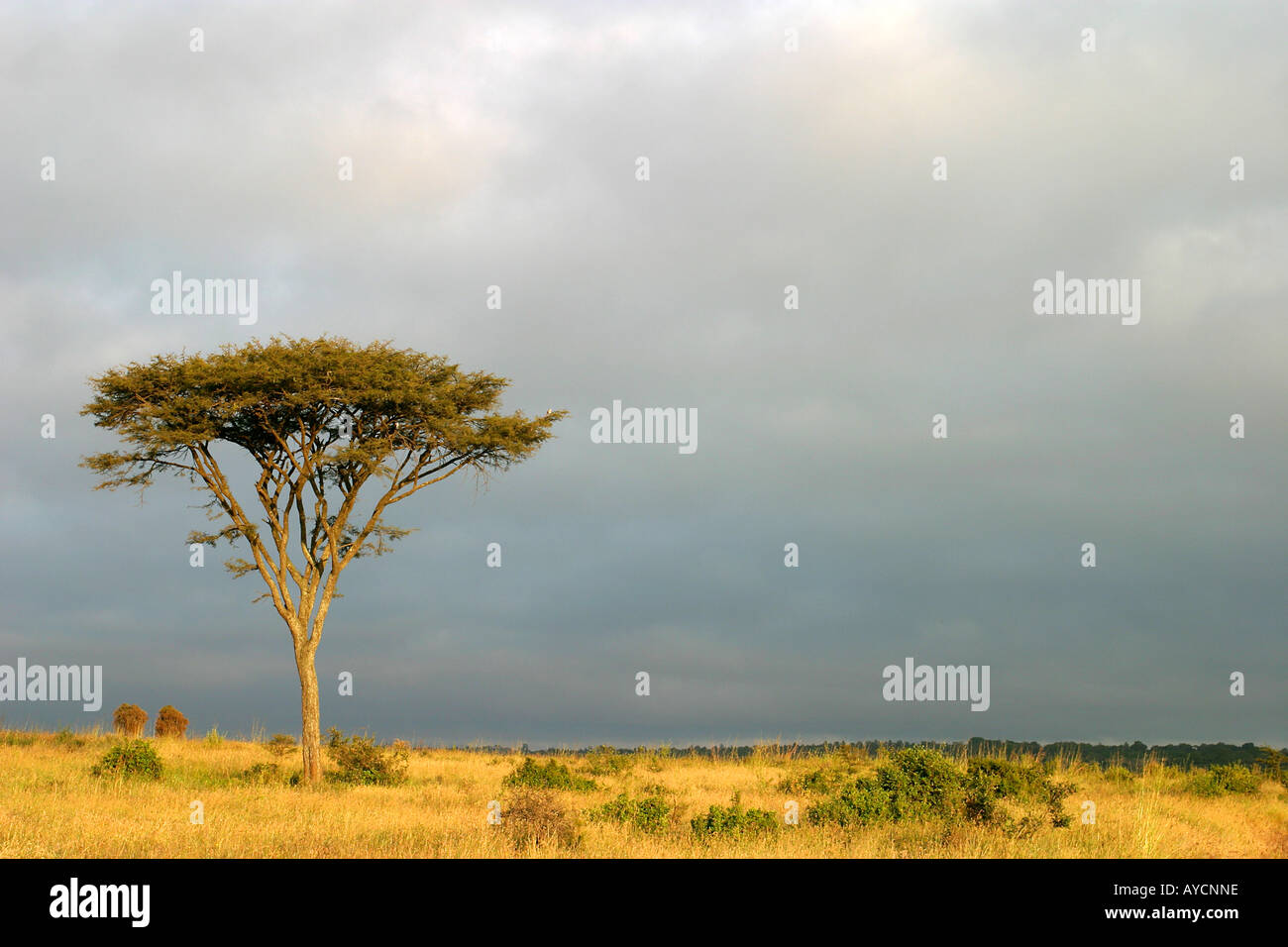 Le Parc National de Nairobi Kenya Banque D'Images