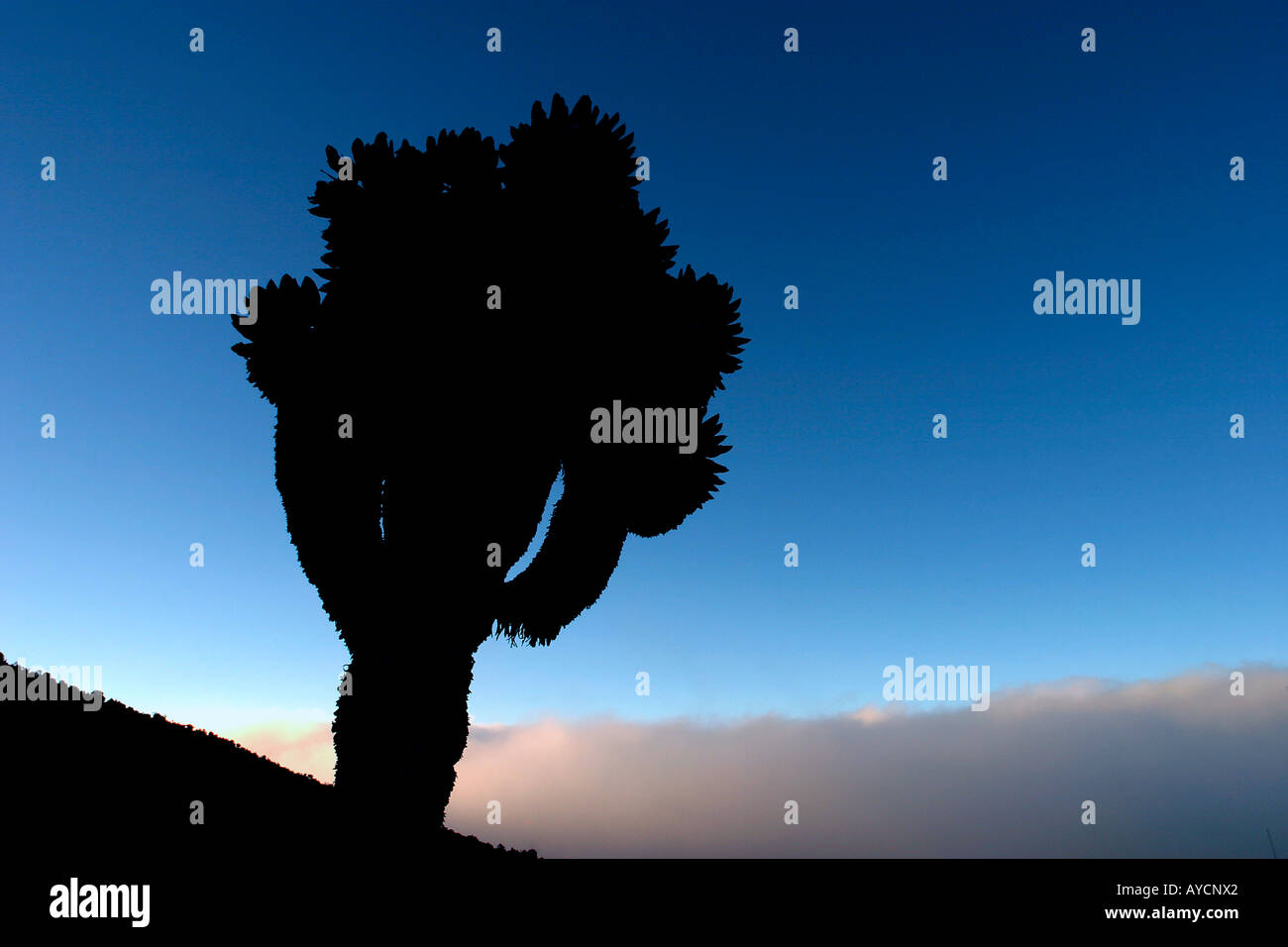 Senecio Senecio géant Arbre Johnstonii Cotonii NP Tanzanie Kilimandjaro Banque D'Images