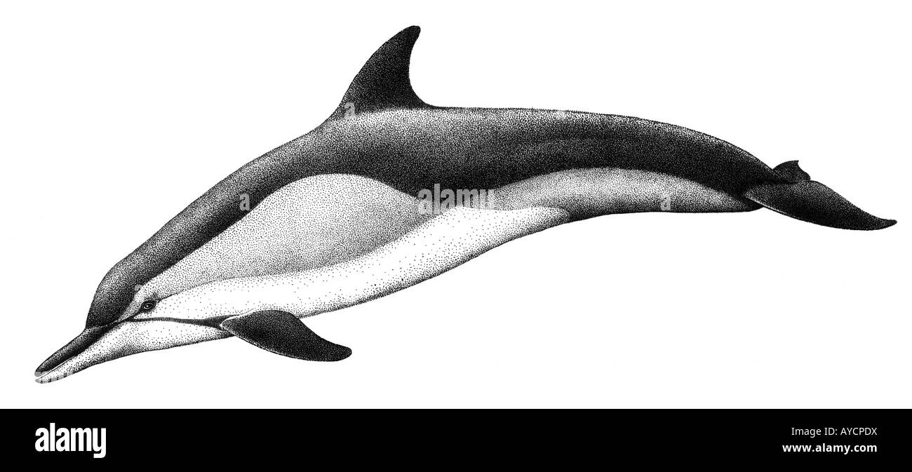 À bec court Dauphin commun (Delphinus delphis), dessin Banque D'Images