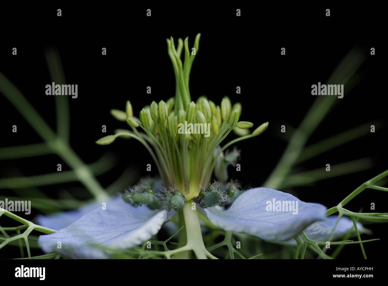 L'amour dans un brouillard (Nigella damascena), close up de fleur. Banque D'Images