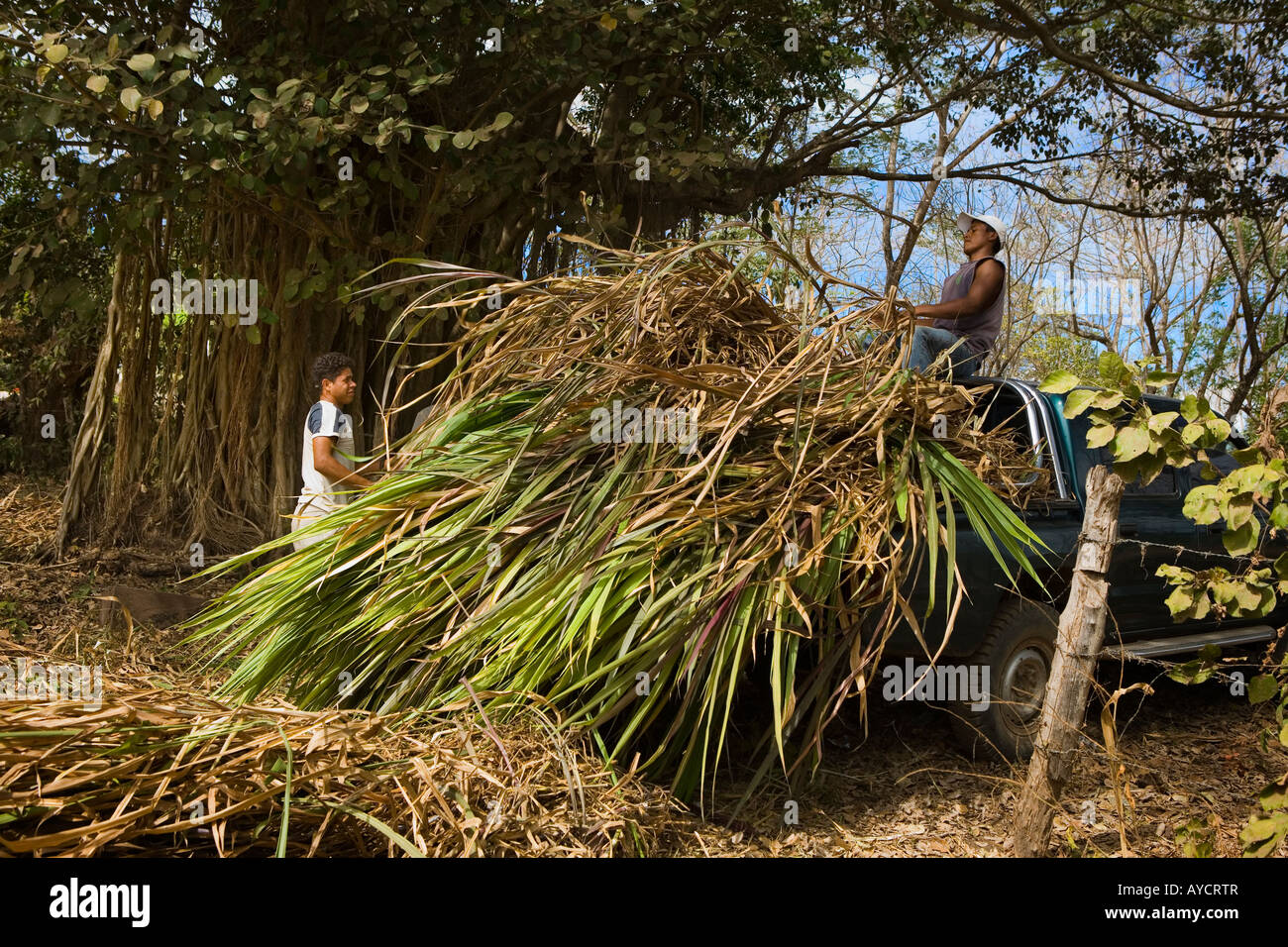 Deux hommes la récolte pour les toits de chaume de l'île d'Ometepe au Nicaragua Banque D'Images