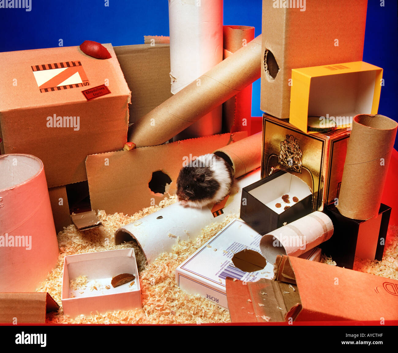Aire de jeux pour Hamster et hamster souris Goldhamster house home box  coffret papier carton emballage tube Photo Stock - Alamy