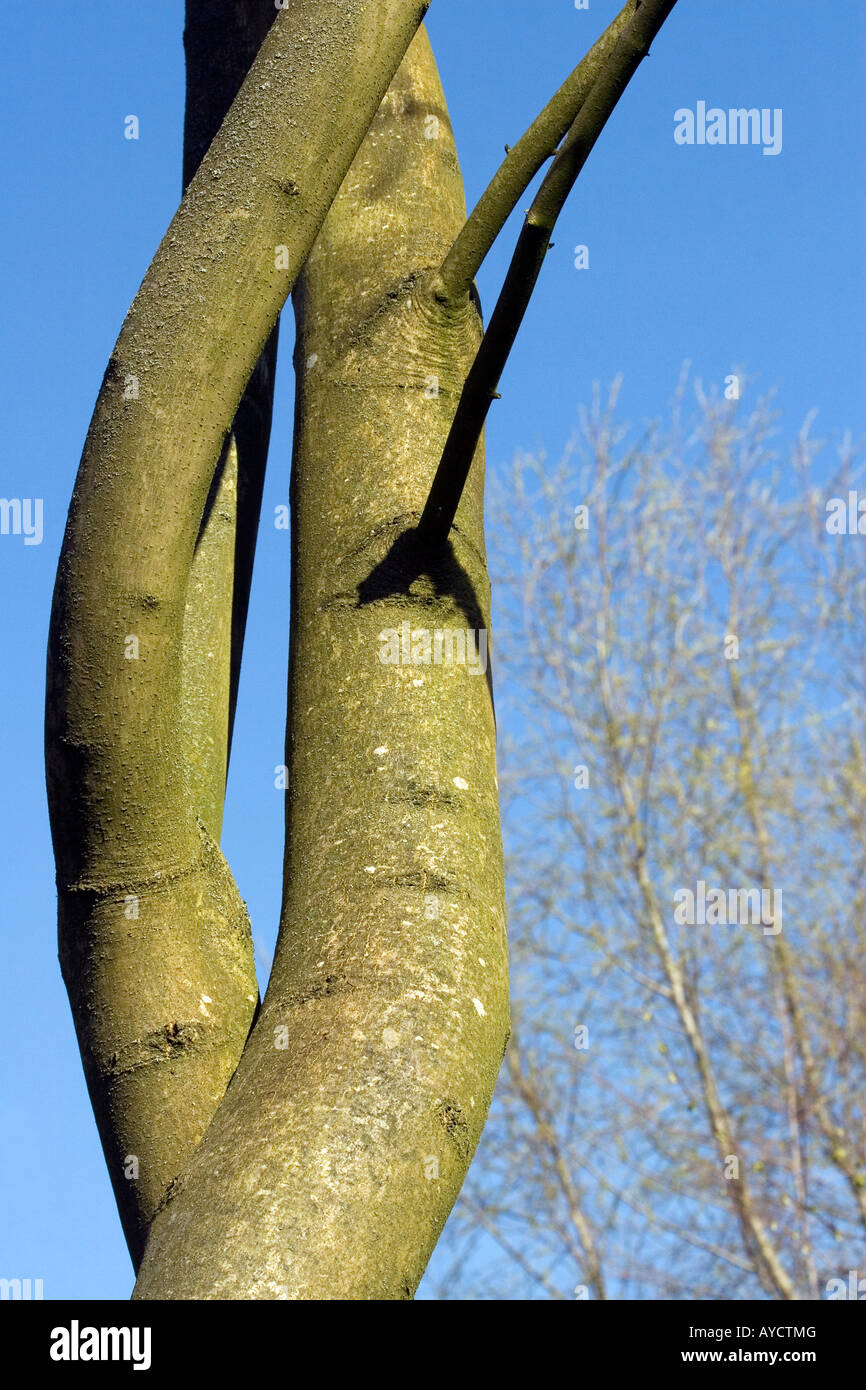 Détail d'un arbre Banque D'Images