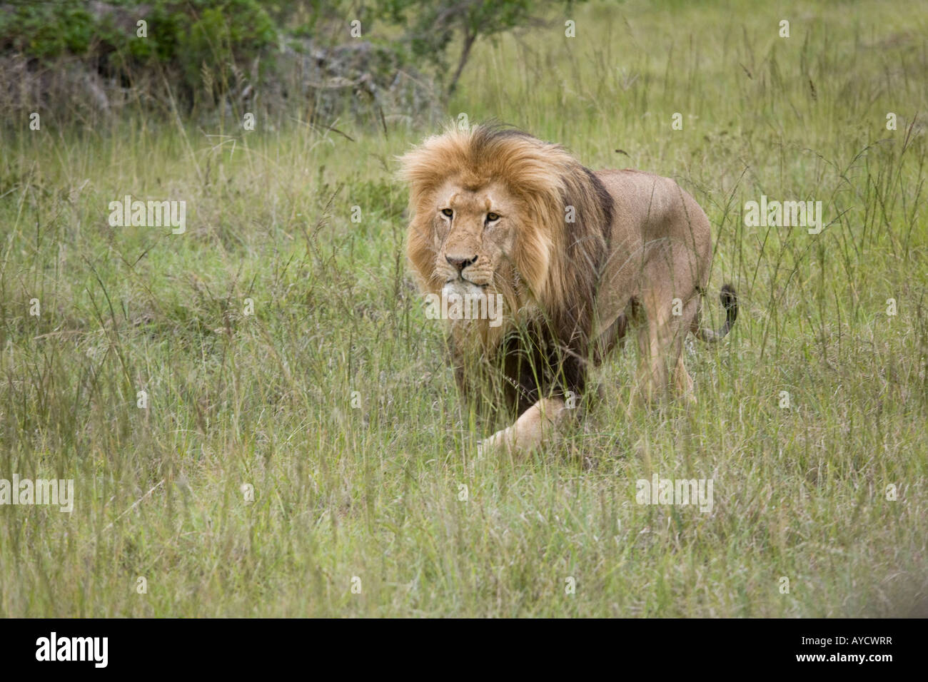 Lion mâle s'approchant de l'herbe, Nouvelle-Écosse game reserve, Afrique du Sud Banque D'Images
