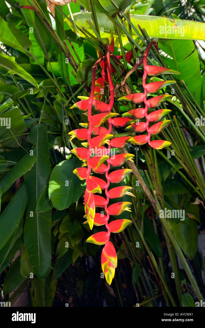 Hanging Heliconia Rostrata plante bananaplant rainforest jungle banane Asie plus nombreux 3 4 4 3 Banque D'Images