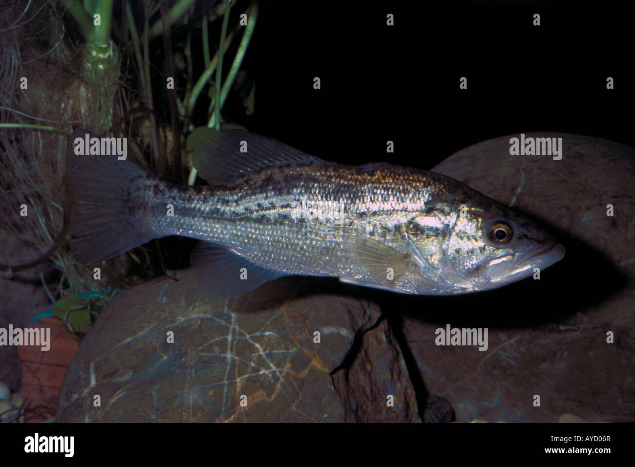 L Achigan A Grande Bouche Micropterus Salmoides Black Bass Centrarchidae Photo Stock Alamy