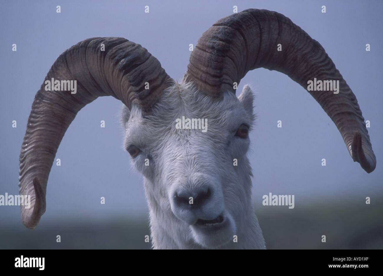 Ram Dall Ovis dalli tête portrait parc national Denali en Alaska Banque D'Images