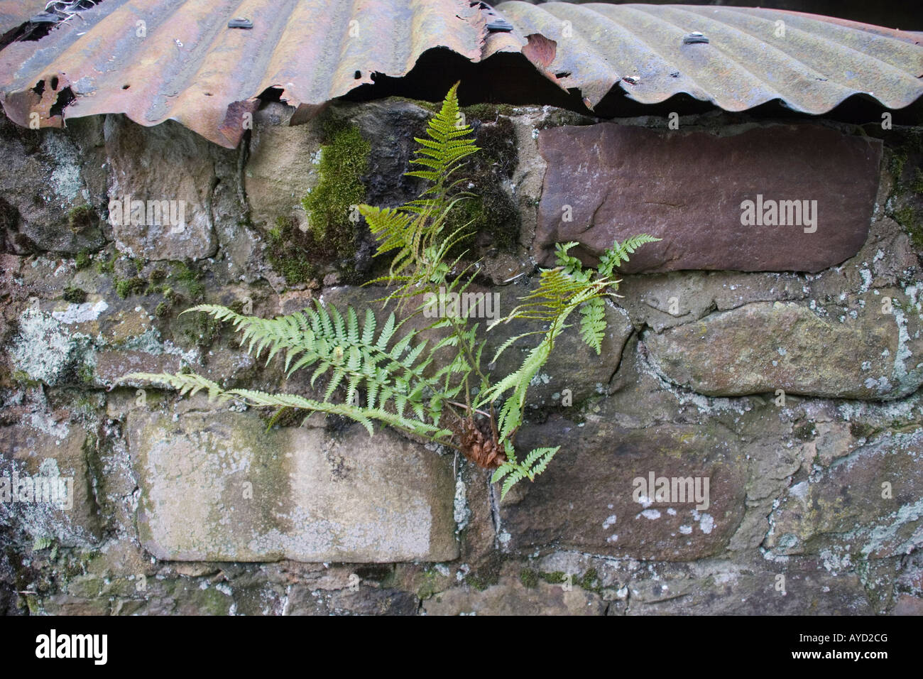 En fougère Nidderdale Banque D'Images