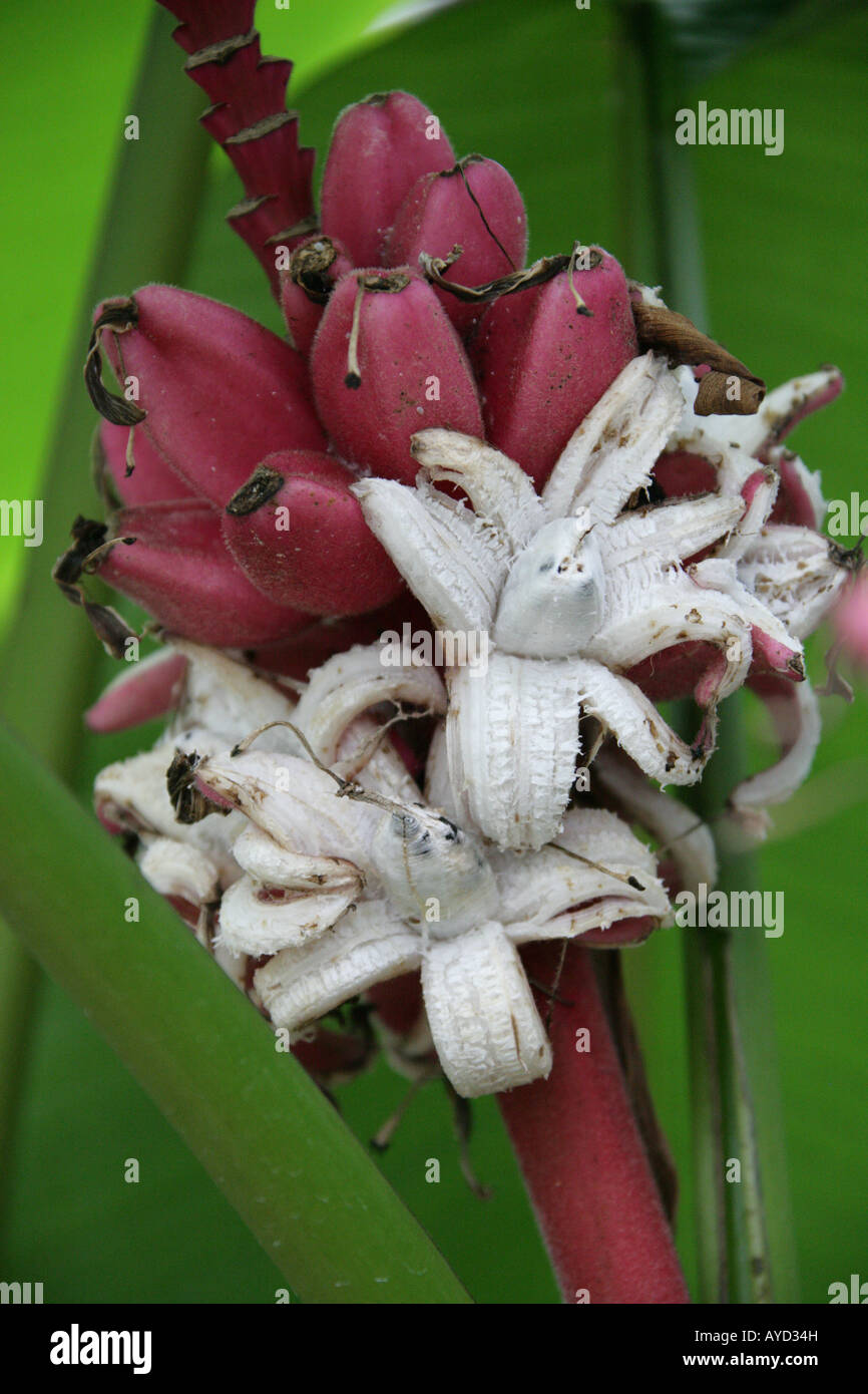 L'épluchage aka banane banane Rose, poilu, banane banane fructification rose ou ensemencé Banana Musa velutina Musaceae Assam en Inde Banque D'Images