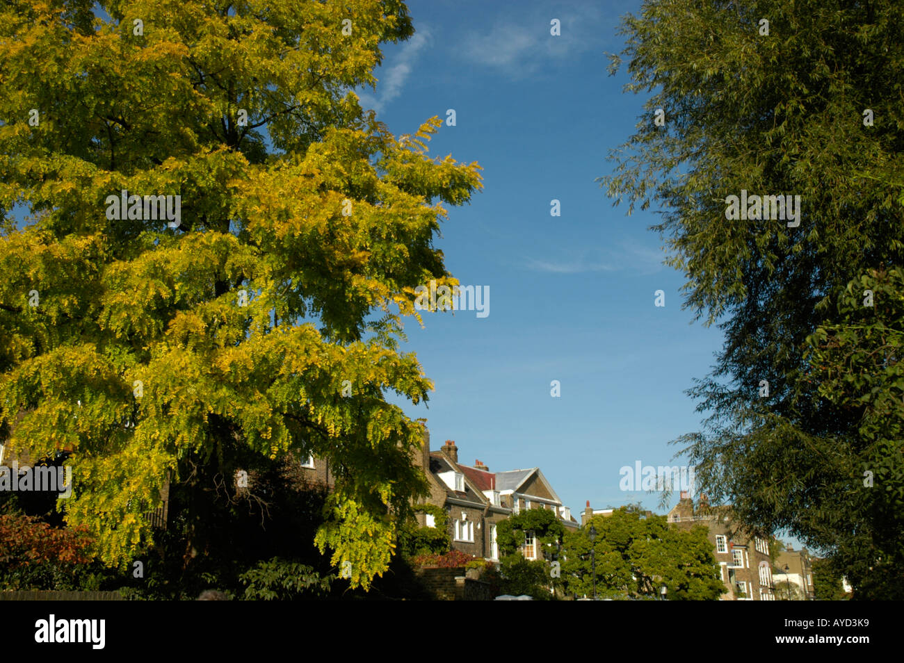Maisons et arbres géants à Chiswick Mall, Londres, Angleterre Banque D'Images