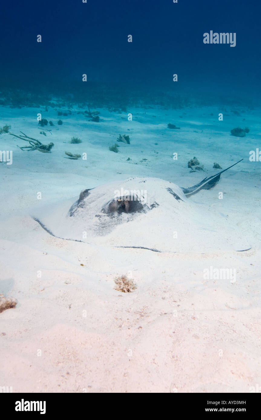 A Southern Stingray se trouve au fond de la mer partiellement camouflée par le fond sableux. Banque D'Images