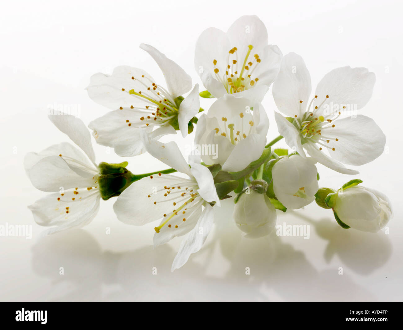 Photos de fleurs de cerisier blanc frais, les fleurs et les pétales de frais un cerisier Banque D'Images