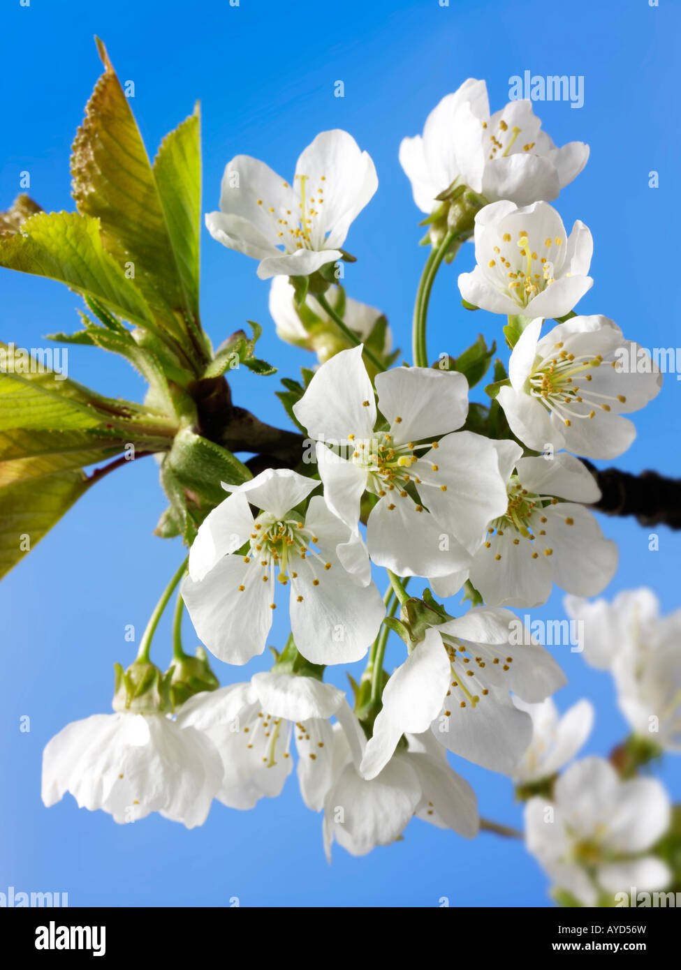 Photos de fleurs de cerisier blanc frais, les fleurs et les pétales de frais un cerisier Banque D'Images