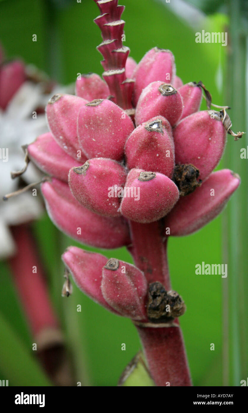L'épluchage aka banane banane Rose, poilu, banane banane fructification rose ou ensemencé Banana Musa velutina Musaceae Assam en Inde Banque D'Images