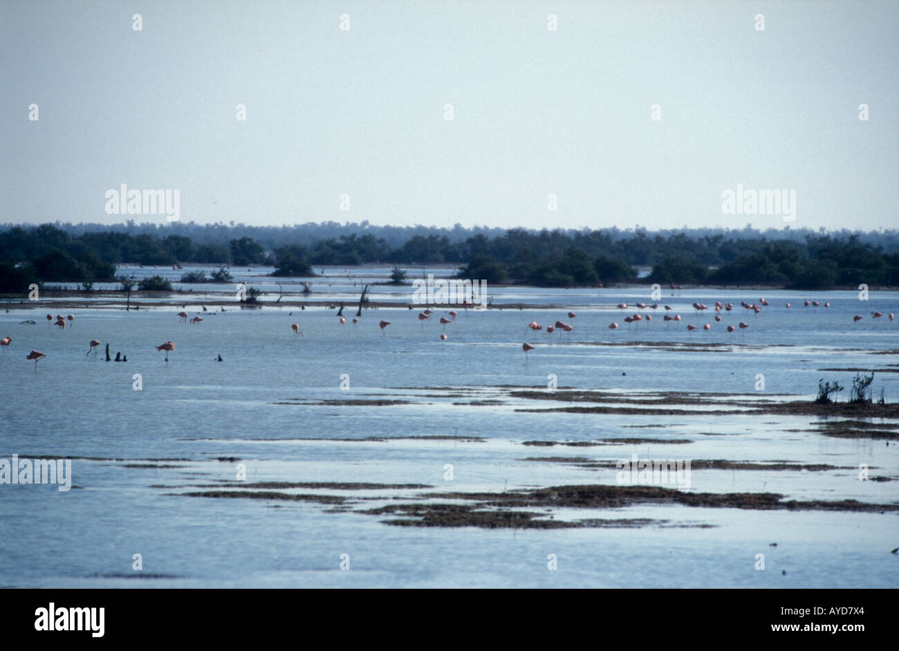 Les flamants roses dans l'alimentation de la lagune Zapata National Park Cuba Banque D'Images