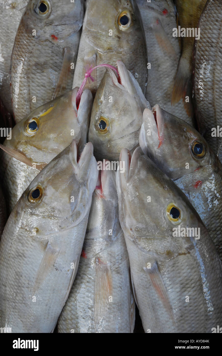 Le poisson frais à la vente à la Sir Selwyn Selwyn Clarke market à Victoria, la capitale d'une île de Mahé aux Seychelles Banque D'Images