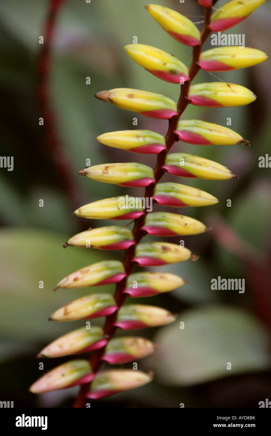 Platynema - Fleur Vriesea Amérique du Sud tropicale Banque D'Images