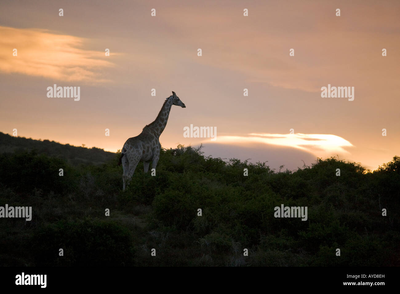 Girafe silhouetté contre un coucher de soleil, Nouvelle-Écosse Game Reserve, Afrique du Sud Banque D'Images