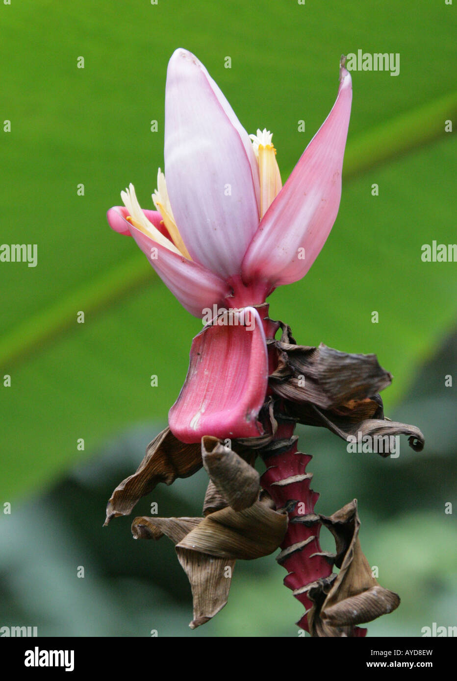 L epluchage aka banane banane Rose poilu banane banane fructification rose ou ensemence Banana Musa velutina Musaceae Assam en Inde Photo Stock Alamy