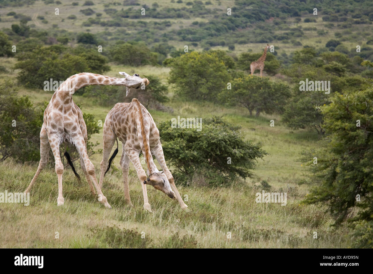 Deux girafes mâles, sparring Nouvelle-écosse Game Reserve, Afrique du Sud Banque D'Images