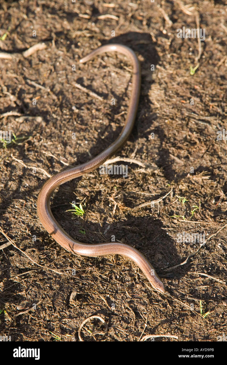 Un ver lent, un lézard sans pattes Banque D'Images