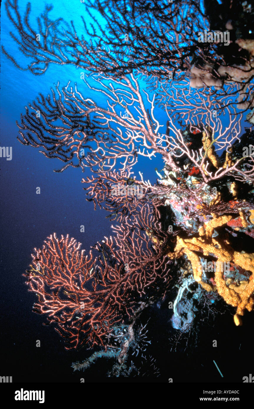Caribbean coral fans gorgones en eau profonde La Jamaïque Ocho Rios Banque D'Images