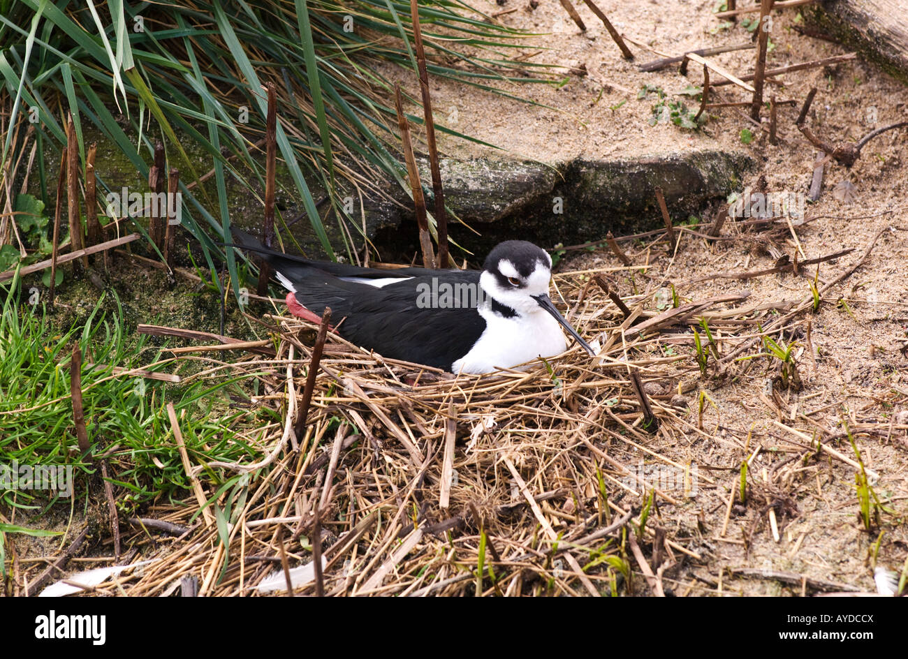 Échasse d'Amérique (Himantopus mexicanus) Banque D'Images