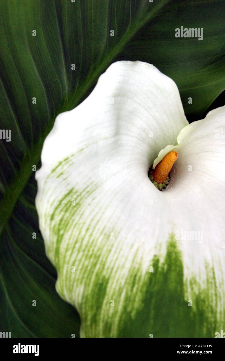 Zantedeschia aethiopica à Oxford's Botanical Gardens Banque D'Images