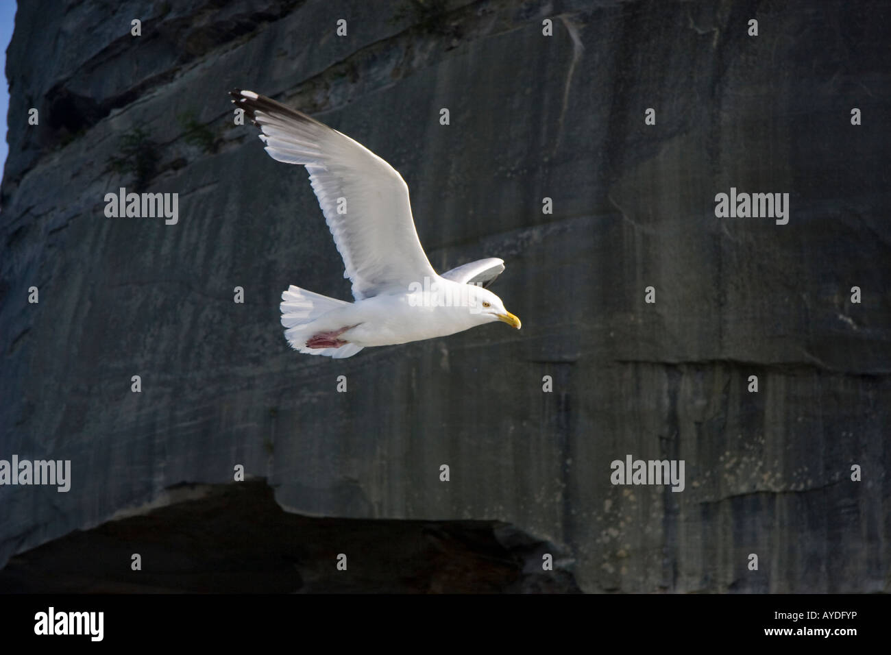 Mouette en vol sur l'arrière-plan de the cliff Banque D'Images