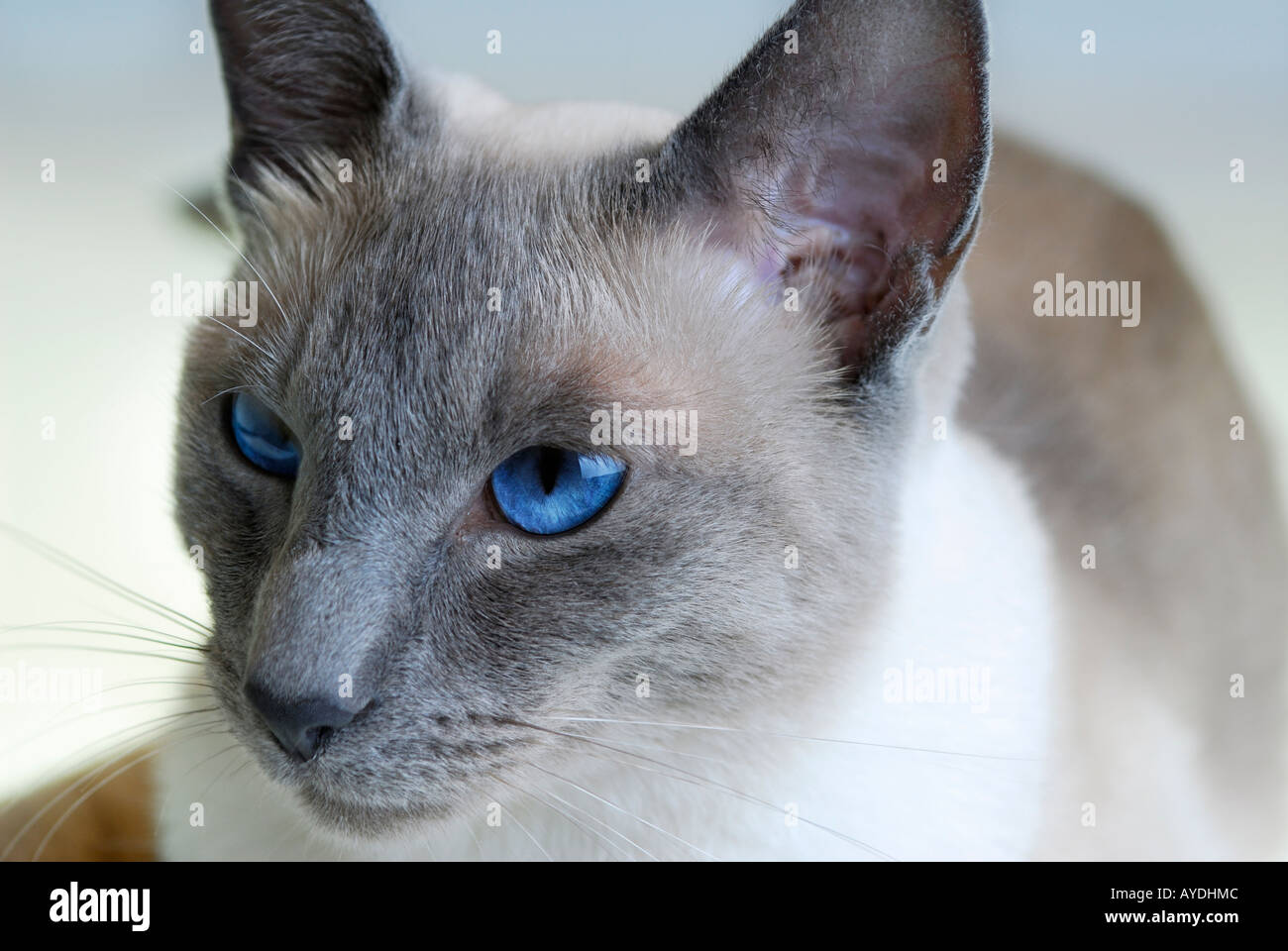 Point Bleu Chat Siamois Banque De Photographies Et D Images A Haute Resolution Alamy