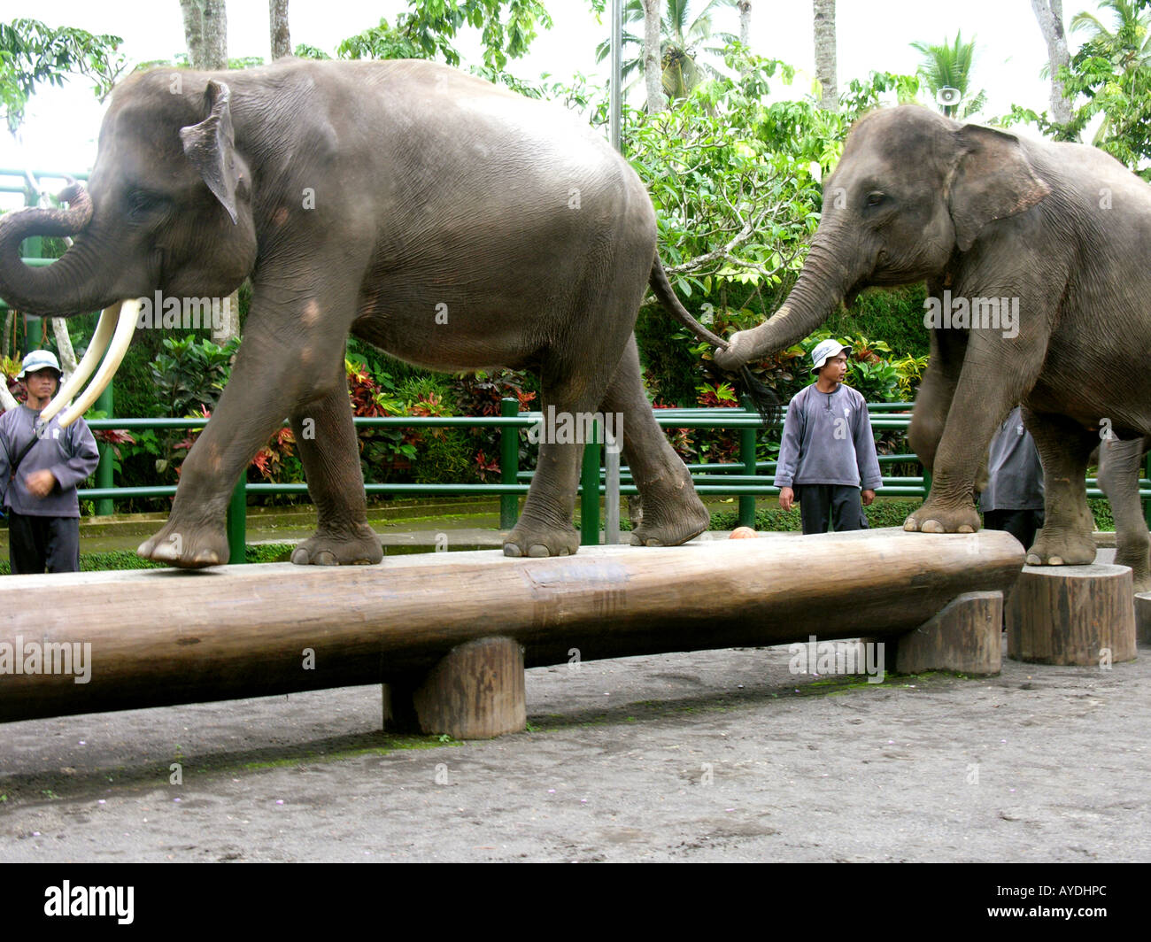 Exécution d'Elephants Elephant Safari Park Taro Bali Indonésie Février 2006 Banque D'Images