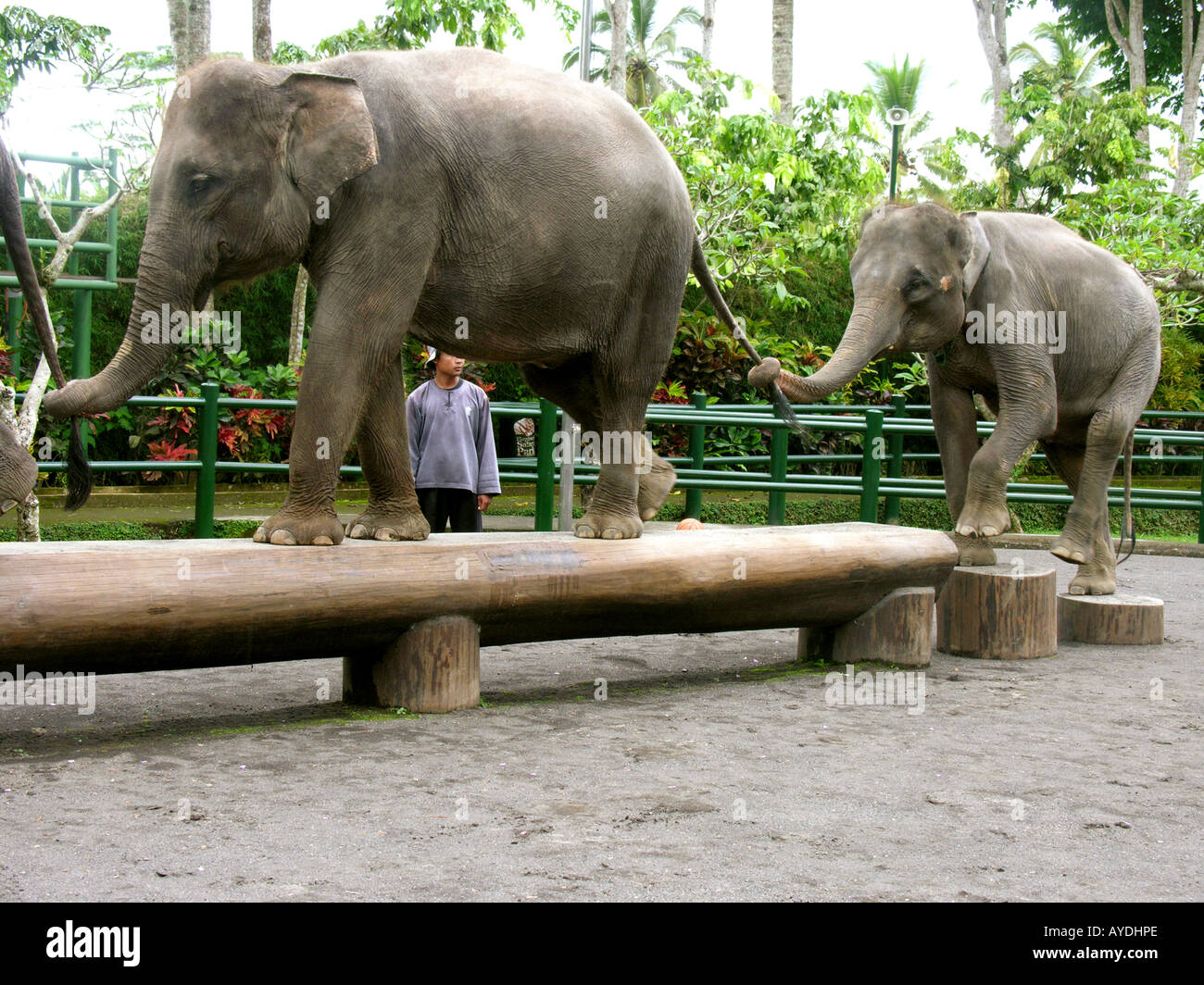 Exécution d'Elephants Elephant Safari Park Taro Bali Indonésie Février 2006 Banque D'Images
